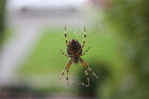 樱花视频在线高清观看
见蜘蛛结网
