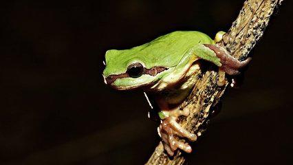 为什么青蛙可以跳得比树高脑筋急转弯答案是什么 