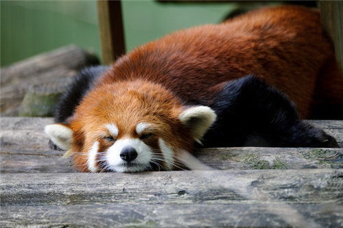 REDPANDAҵĴʼ˭