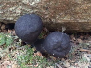 做石榴视频
石榴视频
见黑蘑菇是什么意思 周公解石榴视频
 