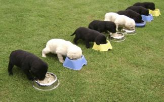 幼犬1-3个月可以喂水吗