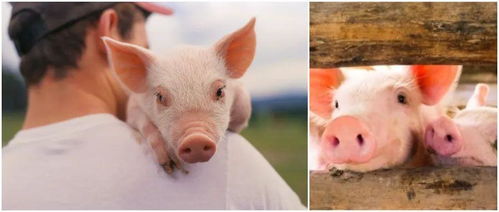 为什么有些活猪要拿去处理厂处理(养殖场的猪为什么要剪掉尾巴)