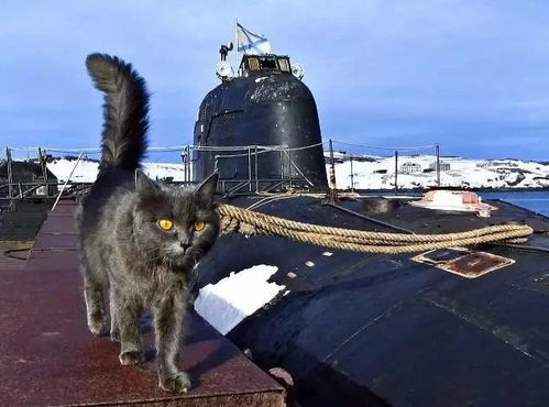 养猫传统 俄巡洋舰和航母上的喵星人