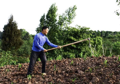 农村土地不够种，大量农民工入城打工，农村大片土地撂荒怎么办(农民无力种地后土地怎么办)