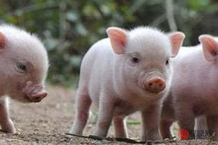 十二生肖属猪的年份表 属猪命运解析