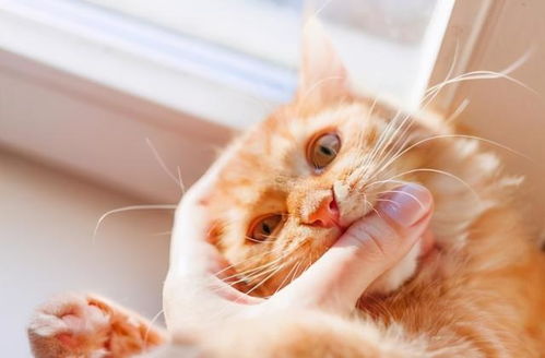 猫咪咬你的手不是讨厌你,还有这几个意思,别误会了