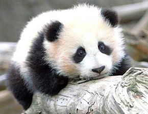 熊猫列传 揭秘熊猫野生生活 