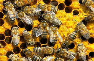 幼年完整蜂群怎么采蜜,新过箱的蜜蜂要多少天才正常采蜜