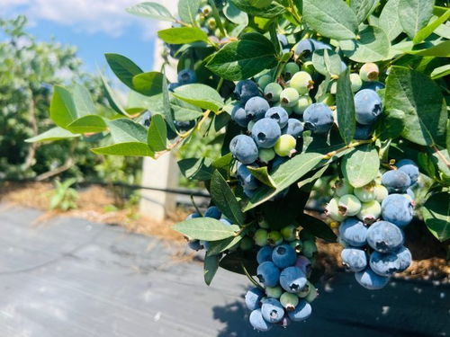 有一种叫云南的生活 喜上 莓 梢 曲靖马龙区大庄乡蓝莓迎来采摘季