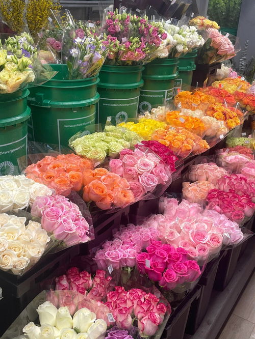 多伦多超便宜新鲜的玫瑰花店 