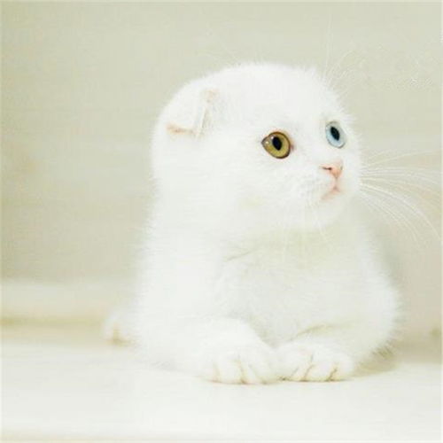 图 广东东莞英国短毛猫银渐层一般多少钱 成都宠物猫 