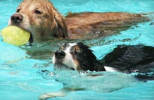 什么样的狗狗适合游泳,如何教会狗狗学游泳