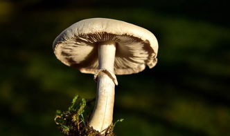 100种无毒蘑菇图片大图名字 可食用的蘑菇图片