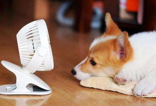小狗太热了,你该怎么办
