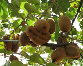 猕猴桃树适合在什么季节移栽 