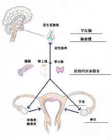 能不能怀上 就看看你的月经周期正常吗