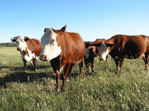 世界之窗 美国发现疯牛病 澳大利亚牛肉出口有望增加 