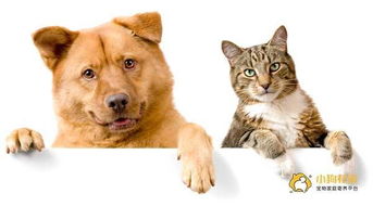 宠物营养师告诉你猫狗必吃的三种营养品 