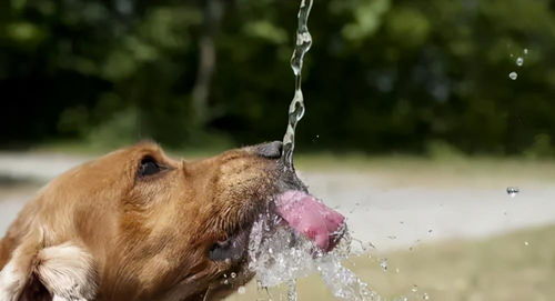 狗狗不能喝的5种水,喝了等于 送命