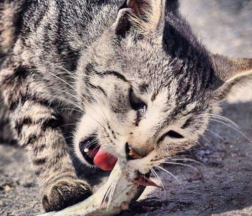 为什么猫咪吃鱼时,从来不会被鱼刺卡住喉咙 看完长知识