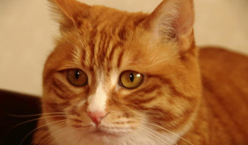 橘猫文化探秘 橘猫是什么品种 大概是长着橘色皮毛的猪吧
