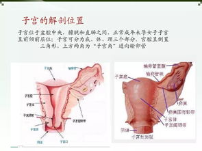 腹腔镜辅助下阴式全子宫切除术的手术护理查房 