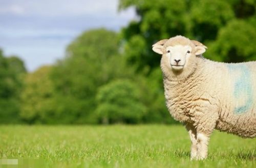 揭秘生肖羊的婚姻和命运,晚年有谁陪伴你 家有属羊的速看