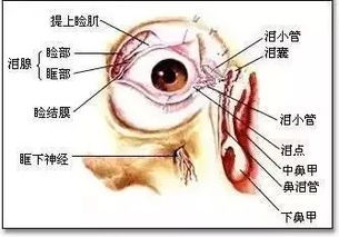 左眼跳财,右眼跳灾 江西人,你要知道,眼皮这样跳恐怕真是 灾 了 