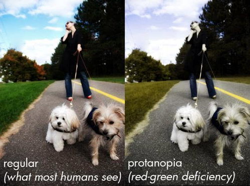 都说狗狗是色盲 导盲犬为什么能分辨红绿灯