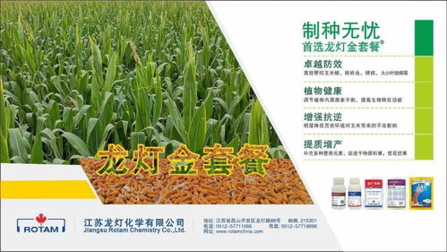 龙灯金套餐 龙灯中国持续推进制种区高质量种子发展