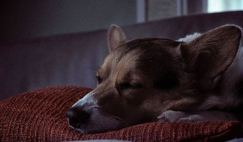 狗狗为什么白天也睡觉,还睡很久 这其实是它们的本能需求
