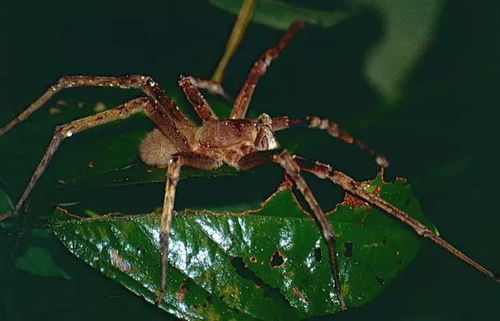 世界最毒蜘蛛,男性被咬后,会引发持续数小时的 生理反应