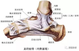 关于膝 踝关节的康复训练