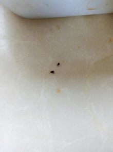 厨房里最近有好多这样的小虫子,是什么虫子啊,怎么处理啊 