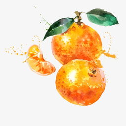 矢量手绘水彩橘子素材图片免费下载 高清装饰图案psd 千库网 图片编号4431010 