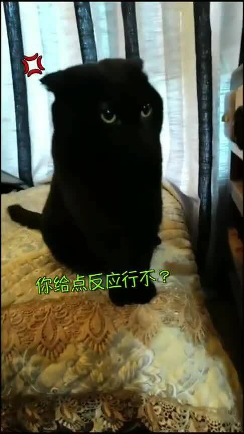 原来猫猫,也是有星座的 