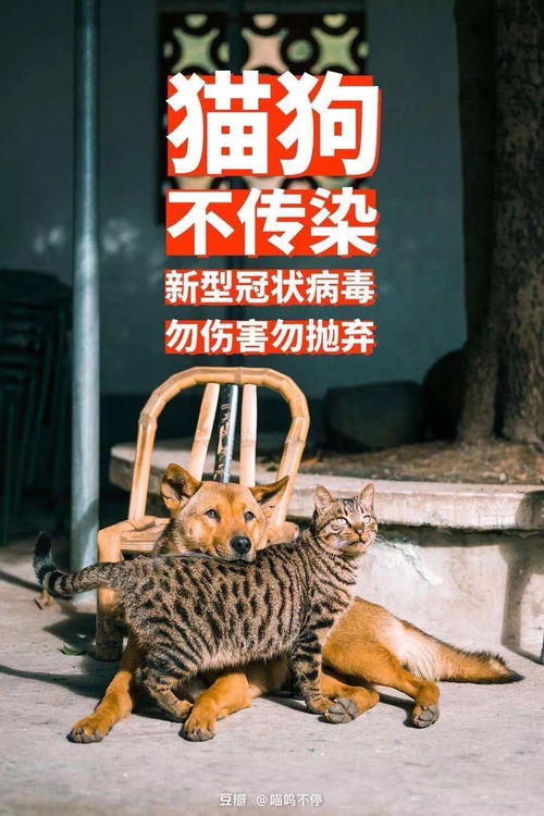 中外宠物主人喊话上海市政府 主人被隔离宠物怎么办