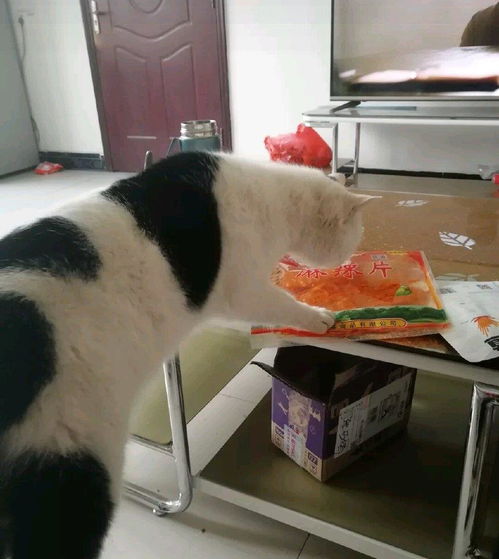 看到桌上的辣条,猫咪叼着就跑,网友 这是四川的猫吧