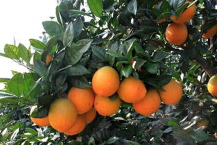赣南脐橙的种植技术与前景发展 