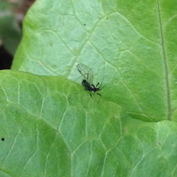 我家菜园的豆角长了蛮多小虫子,像带有翅膀的小蜘蛛,屁股绿色的较多,苦瓜苗上也有类似的虫子,是哪种虫 