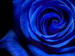 蓝色玫瑰代表什么象征意义寓意是什么意思,蓝玫瑰花代表什么