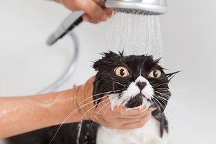 你知道猫为什么讨厌水吗