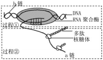 生物题：在DNA转录时一条链转录mRNA叫模板 另一条闲着的链叫什么 是反义链还是反意链 有什么用？