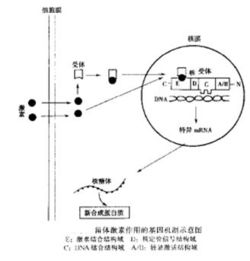 酶是怎么产生的(消化酶是怎么产生的)