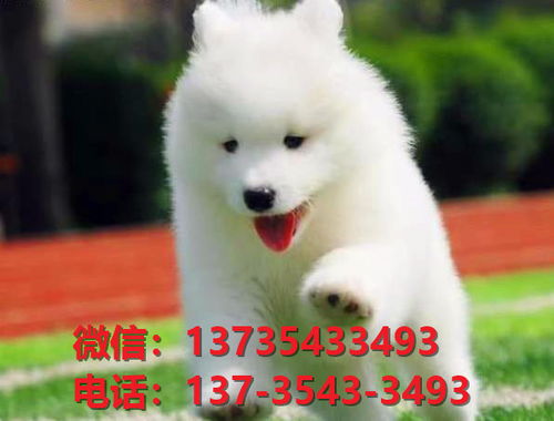 丽江宠物狗狗犬舍出售纯种萨摩耶犬卖狗买狗地方在哪有狗市场