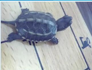 这是什么龟 淡龟还是水龟 