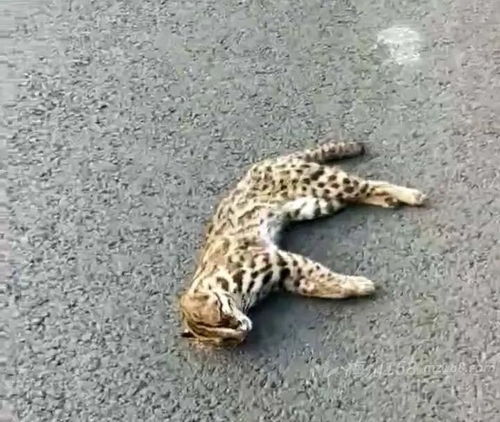 梅州发现一只石虎,死在了路边