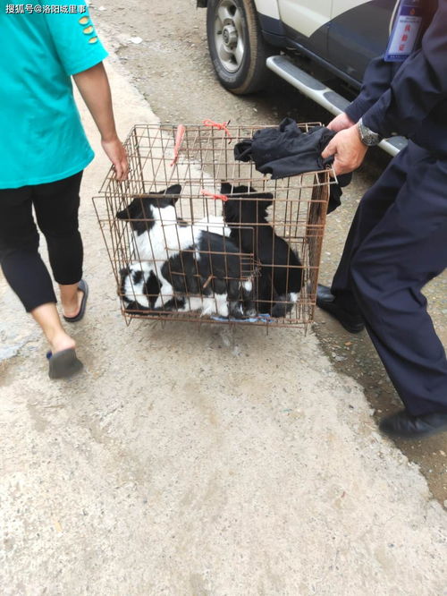 一家无证养犬6只 洛阳警方处置一养犬扰民警情