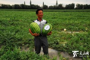 沙土里的秘密 新疆下野地西瓜为啥这么甜