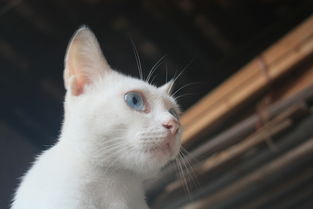 我家小白猫